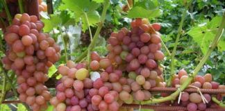 Ранние сорта винограда — срок созревания, правила выращивания