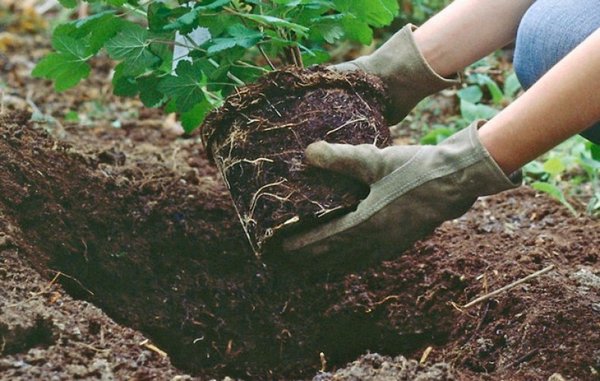Важно, чтобы корневище было полностью прикрыто почвой