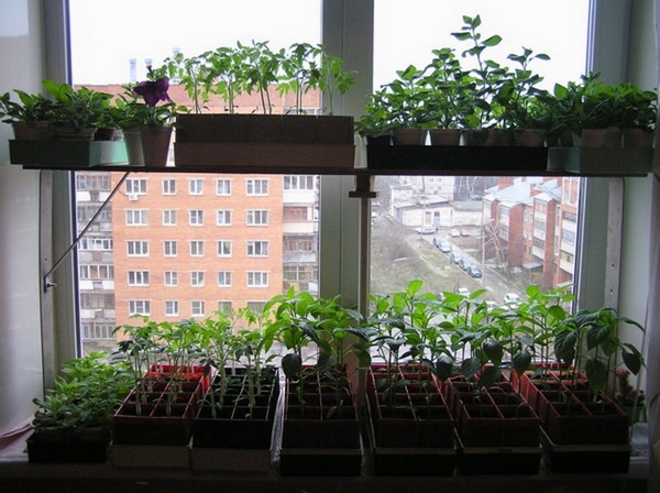 Контейнеры с семенами позже размещают у окна