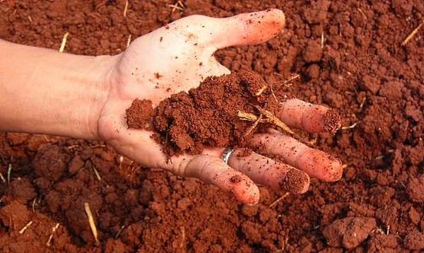 Глинистая почва не подходит для выращивания мускари