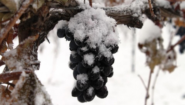 Виноград имеет высокую морозоустойчивость