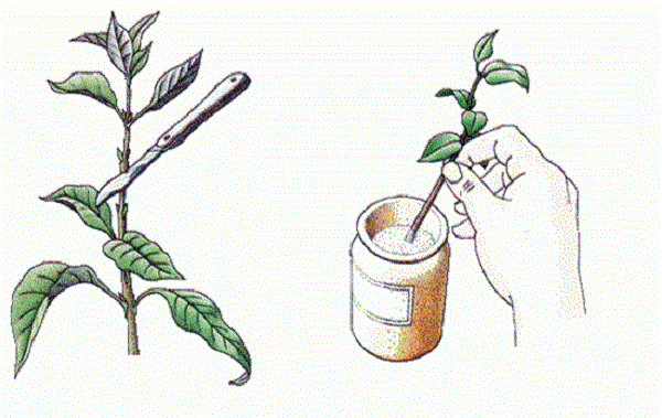 Если посадочным материалом стала веточка растения, срезанная с куста, то лучше на некоторое время поместить ее в раствор средства, помогающего проращивать новые корни