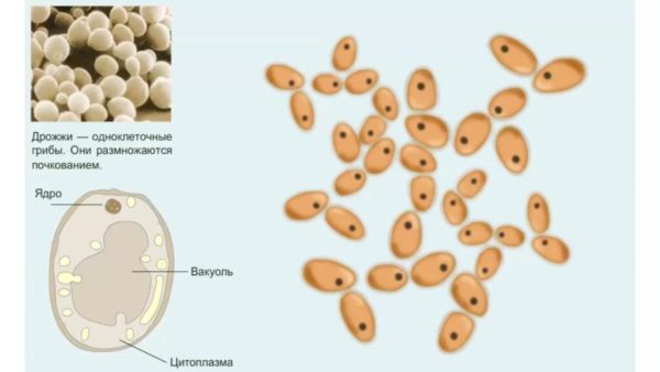 Дрожжи представляют собой одноклеточные грибы
