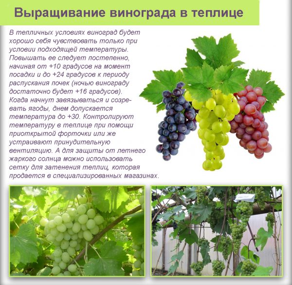 Важно обращать внимание на условия, в которые будет посажен виноград