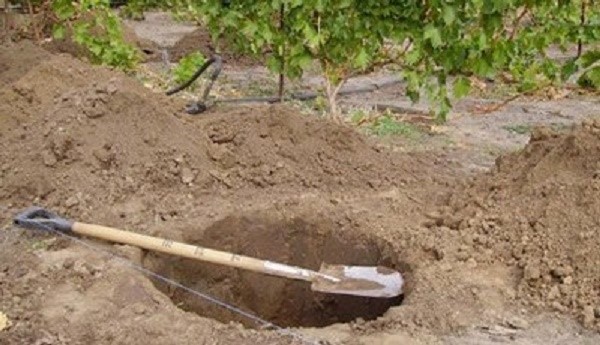 Прежде, чем высадить актинидию, необходимо выкопать для нее посадочную яму