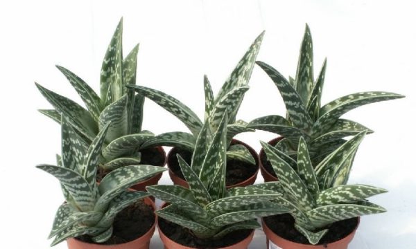 Алоэ – растение, устойчивое к прохладной температуре