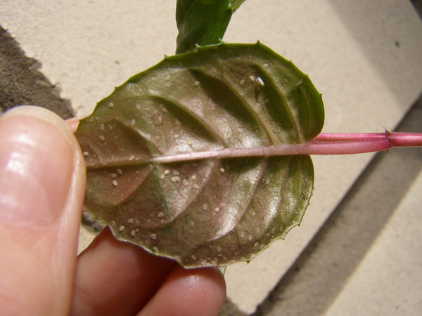 Белокрылки часто выбирают листья комнатных цветочных растений в качестве склада для своих личинок