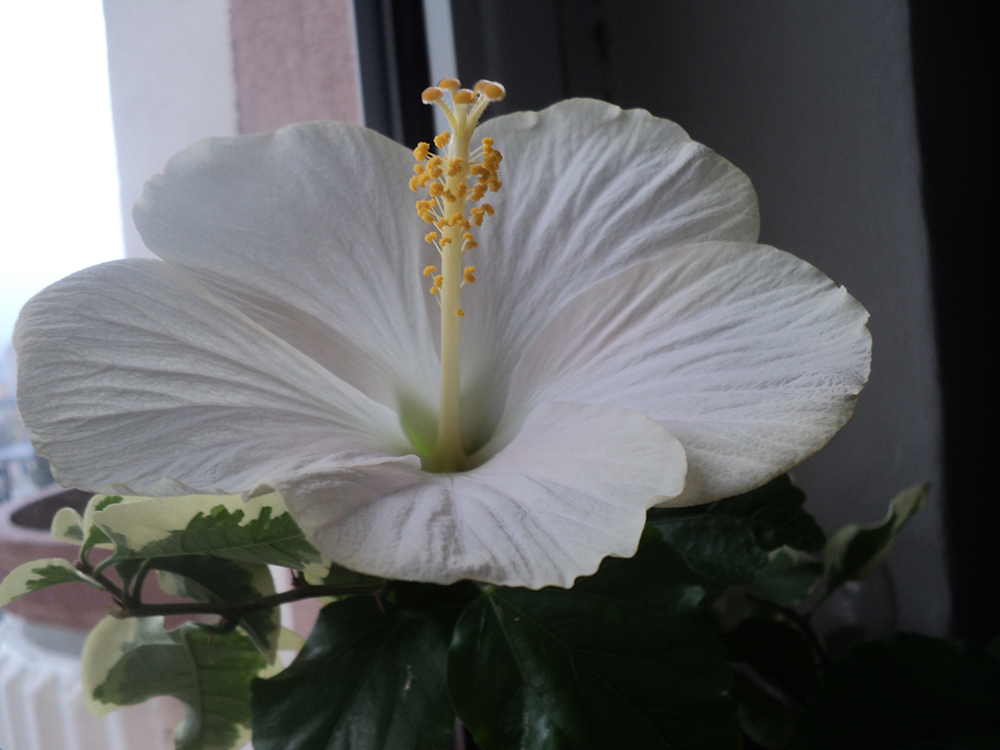 Белый цветок гибискуса 