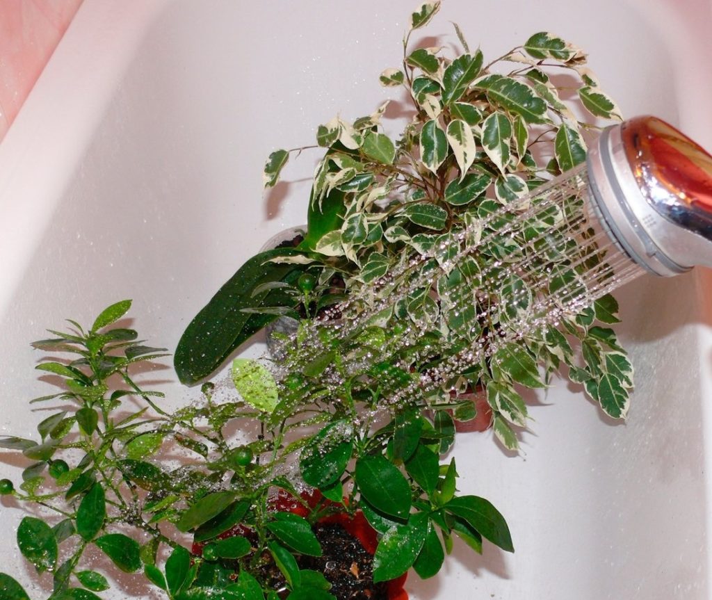 Горячий душ для растений