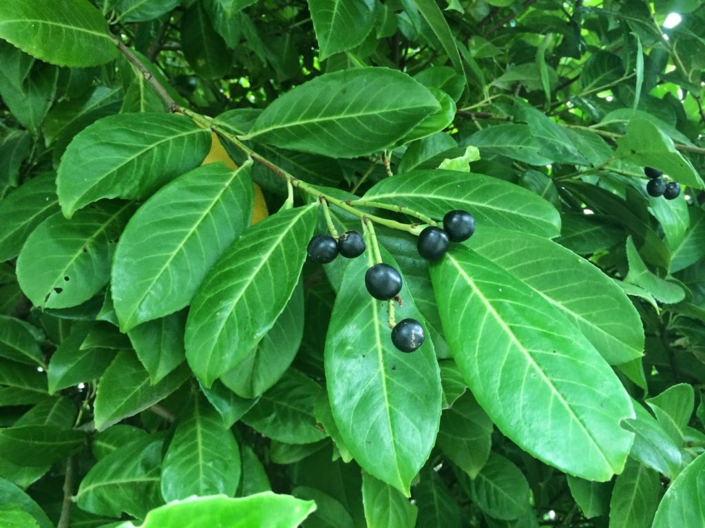 Плоды лаврового дерева