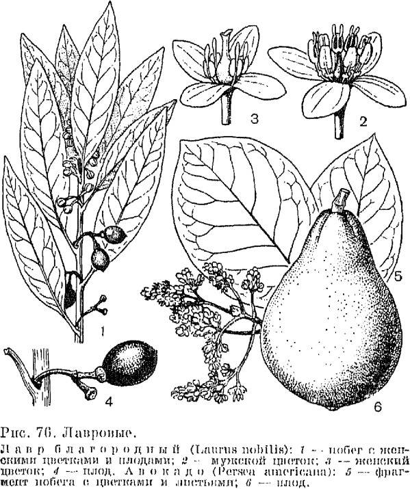 Семейство лавровые (Lauraceae)
