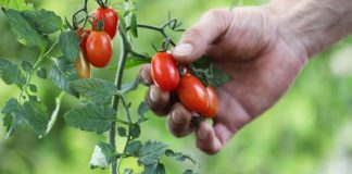 Томаты без пасынкования: сорта и уход