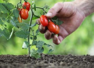 Томаты без пасынкования: сорта и уход