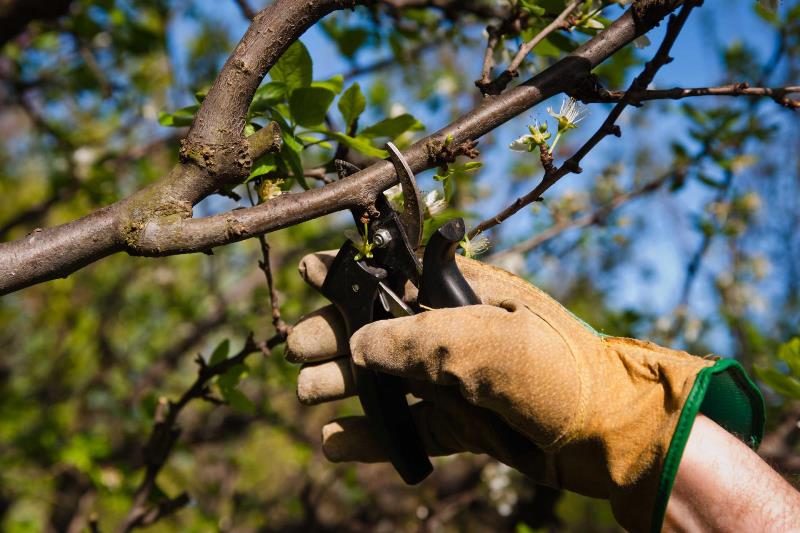Обрезка старой яблони в большинстве случаев позволяет ее спасти, а молодые деревья разрастаются и лучше плодоносят благодаря подобной процедуре