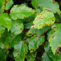 Грибковые инфекции, проявляющие себя опаданием нераскрывшихся бутонов и появлением черных участков на листьях