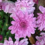 Korea-Chrysanthemum-01
