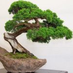 bonsai_original-e1545979318815-1