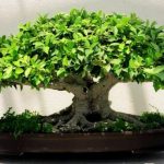bonsai_uhod-e1545977937452-1