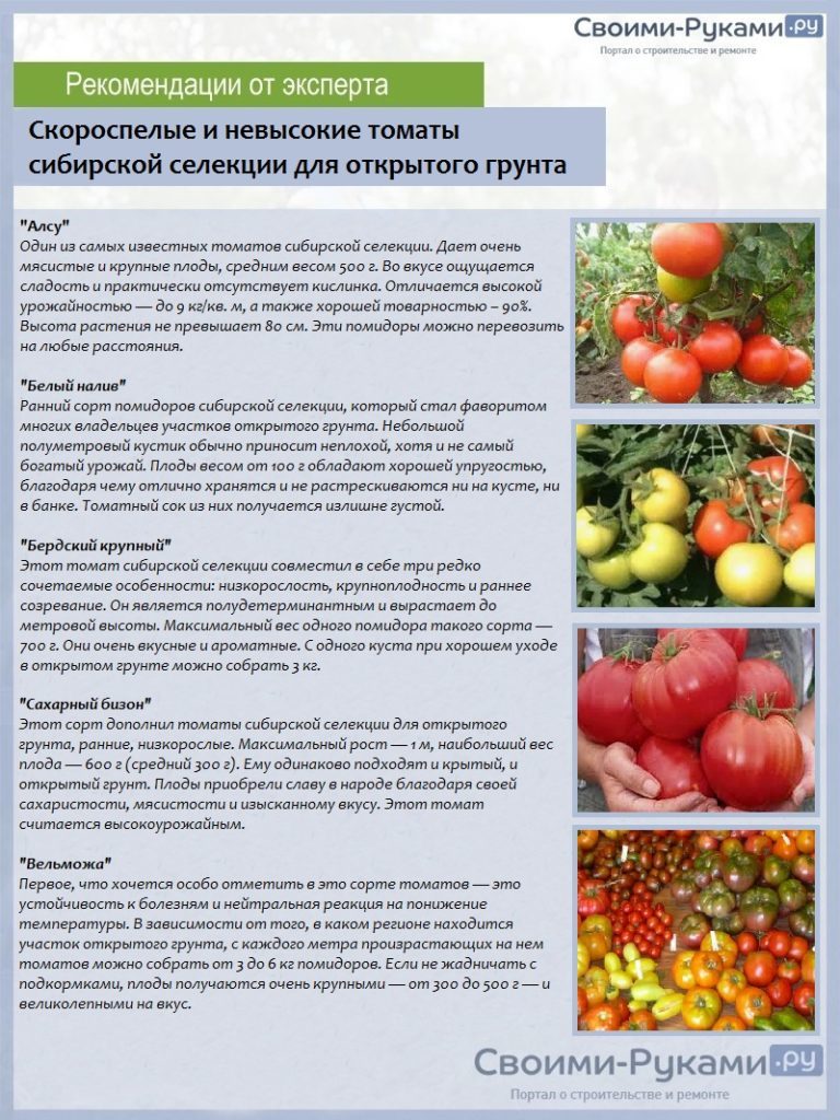 Скороспелые и невысокие томаты сибирской селекции для открытого грунта