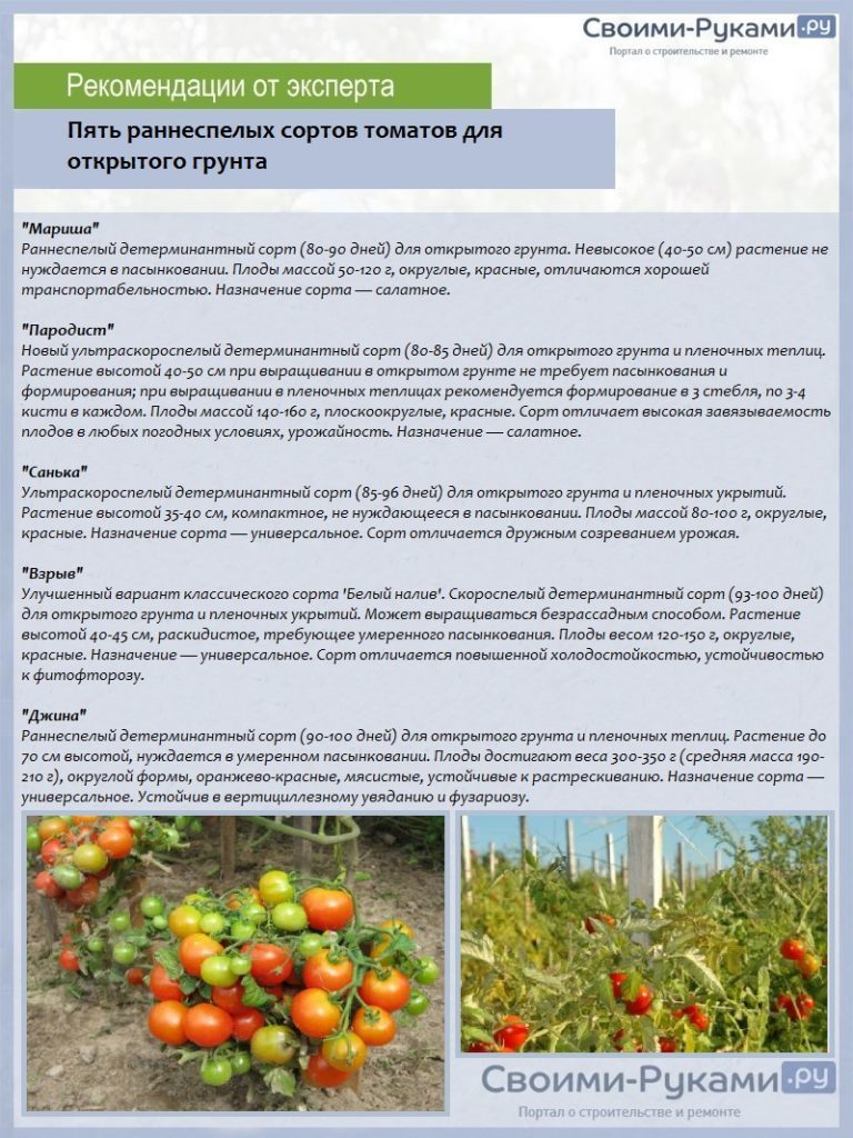 Пять раннеспелых сортов томатов для открытого грунта