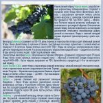 vinograd