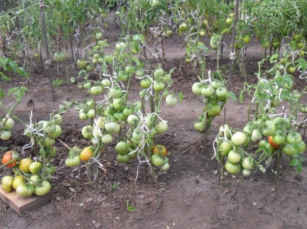 У каждого способа выращивания есть и плюсы, и минусы, но если вы выбрали открытый грунт, то, прежде всего, стоит обдумать, какие сорта помидоров лучше всего для этого подходят