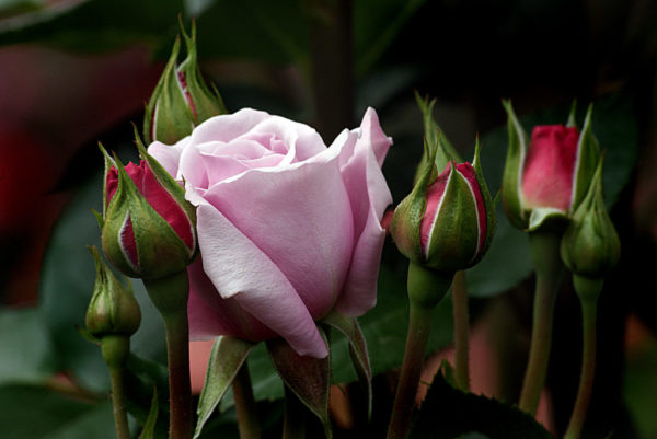 Элегантный цветок восхваляют поэты, он символизирует всё прекрасное и нежное