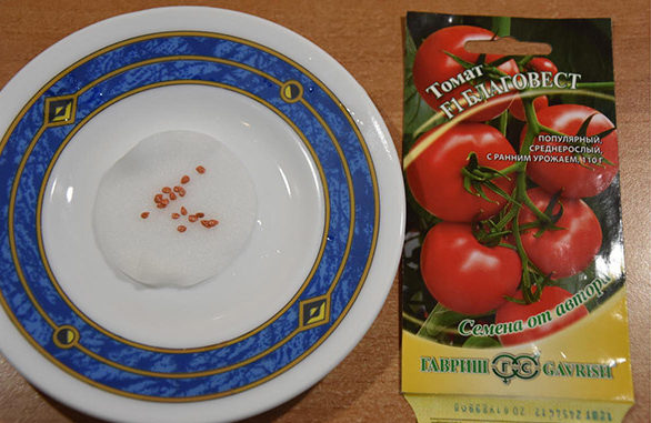 Замачивание семян томатов на влажном ватном диске