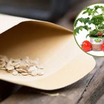 podgotovka-semyn-tomatov-1