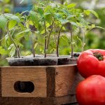 podgotovka-semyn-tomatov-11