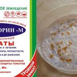 podgotovka-semyn-tomatov-4