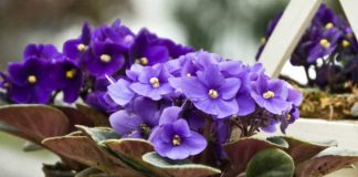 Фиалки или сенполии: правильный уход в домашних условиях