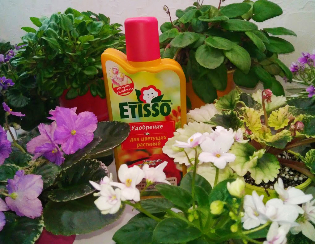 Etisso с красным колпачком (для цветущих) - одно из лучших удобрений для фиалок