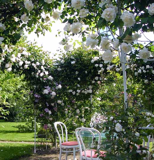 плетистые розы в саду фото