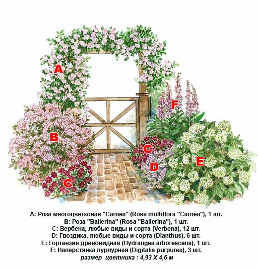 схема розария с аркой из роз
