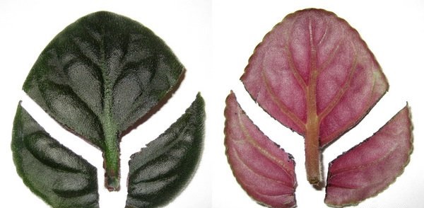 Размножение фиалок в домашних условиях: листом, пасынками, цветоносами, семенами