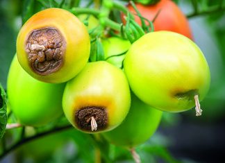 Вершинная гниль на помидорах: лечение и профилактика коварной «вершинки»