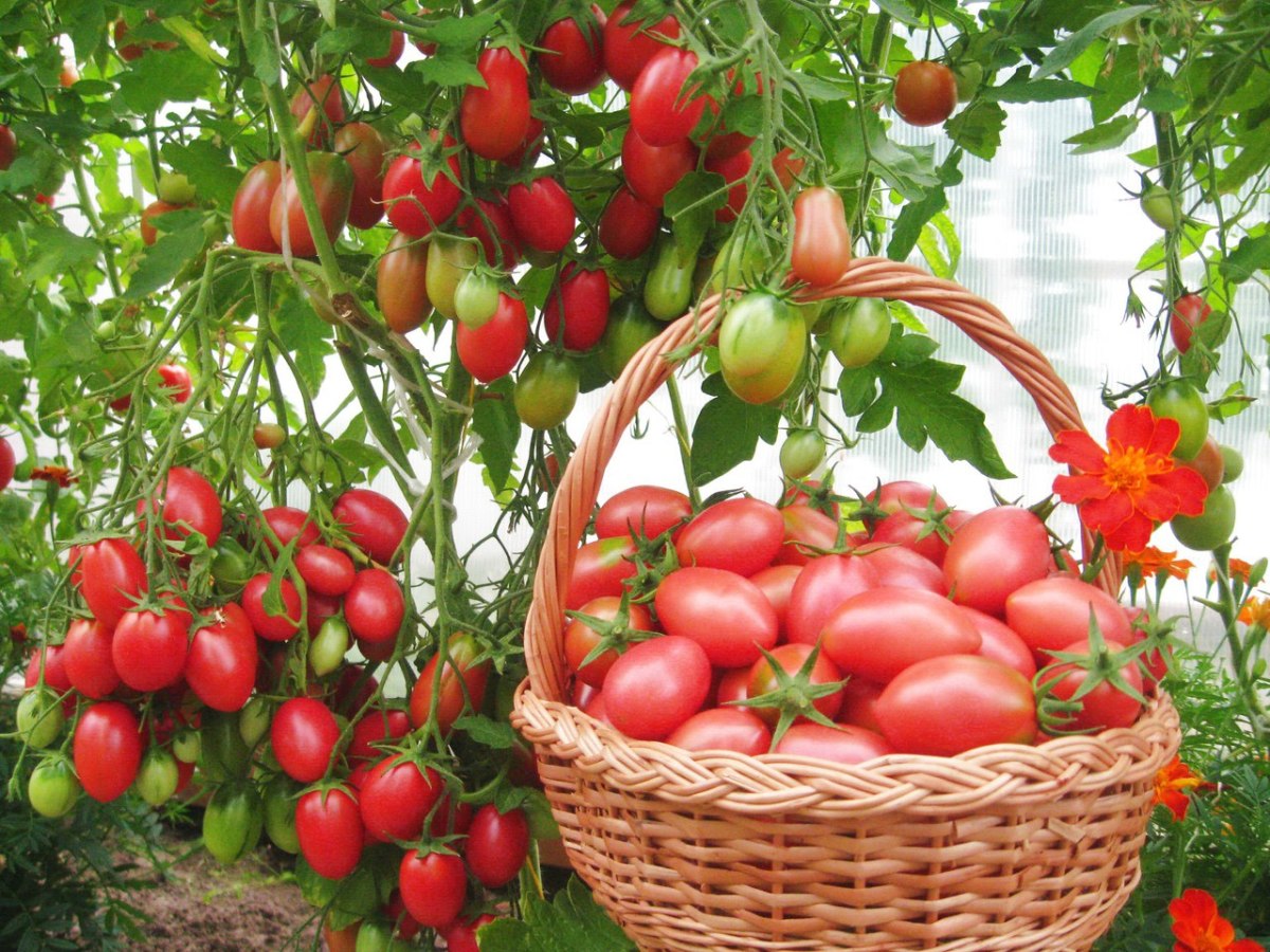 Лечение и профилактика вершинной гнили на томатах