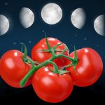 kogda-sazhat-pomidori-na-rassadu-6