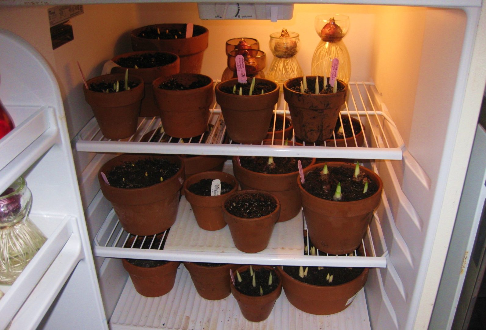 Хранить посадки гиацинтов можно в холодильнике