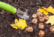 Посадка тюльпанов осенью: когда и как посадить луковицы в открытый грунт