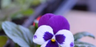 Выращивание виолы из семян: технология посева и выращивания рассады виолы