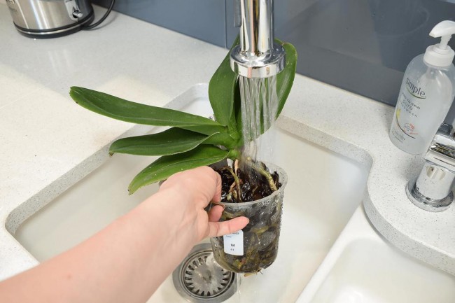 Полив орхидеи методом пролива