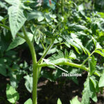 pasynkovanie-pomidorov-2
