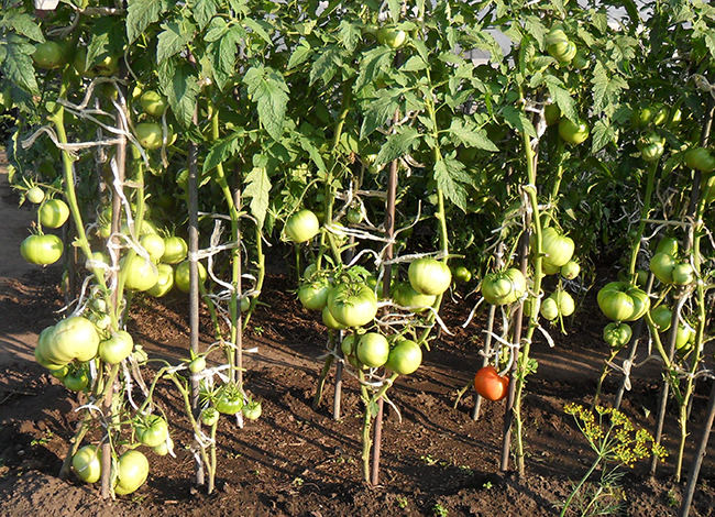Формирование полудетерминантных томатов в 2 стебля
