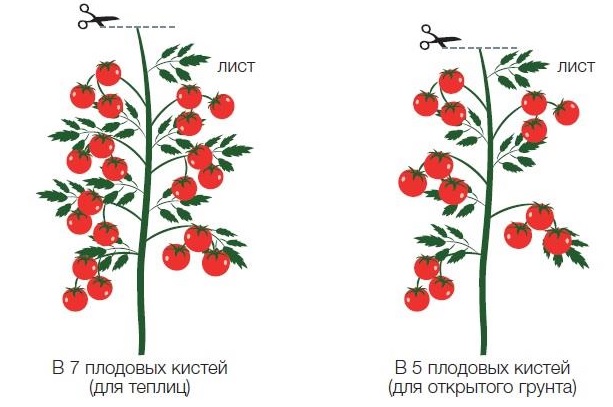 Схемы формирования индетерминантных томатов при выращивании в 1 стебель