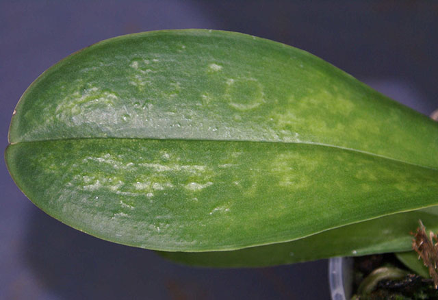 Пораженный вирусом лист орхидеи фаленопсис