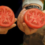 tomat-los-4