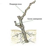 obrezka-vinograda-osenyu-10