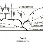 obrezka-vinograda-osenyu-7